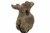 Triceratops Caudal Vertebra on Metal Stand - Wyoming #242360-4